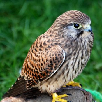 Turmfalke