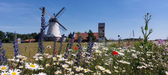 Was blüht und krabbelt denn da? (Update 2022)